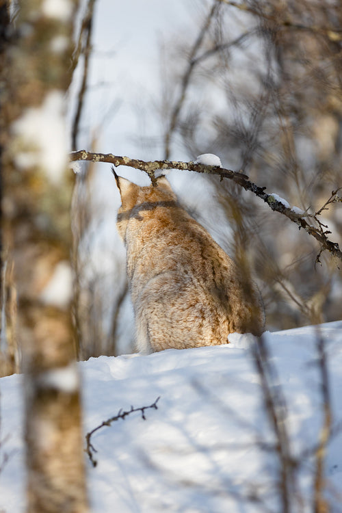 Eurasian lynx sitting on snow seen through bare trees