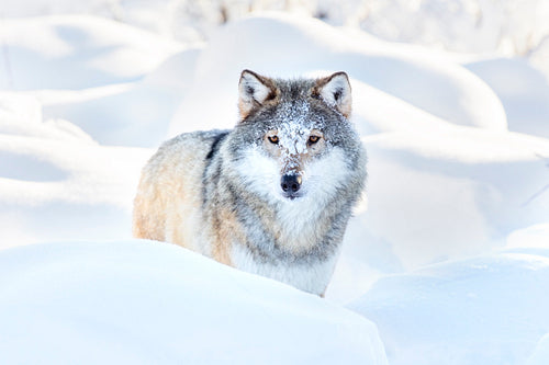 Snowy wolf stands in beautiful winter forest