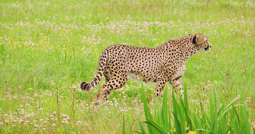 Cheetah looking around while walking on field