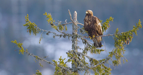Golden eagle in tree at the top of the high mountains at winter