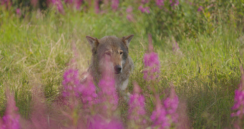 Beautiful adult male grey wolf rests in a meadow and grass in forest