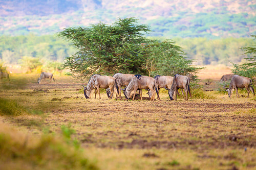 Herd of wildebeests eats grass in Africa