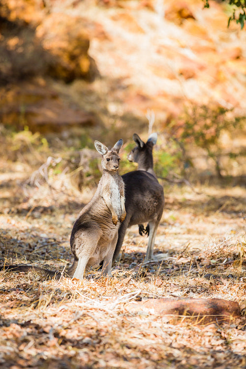 Two kangaroos in the wild