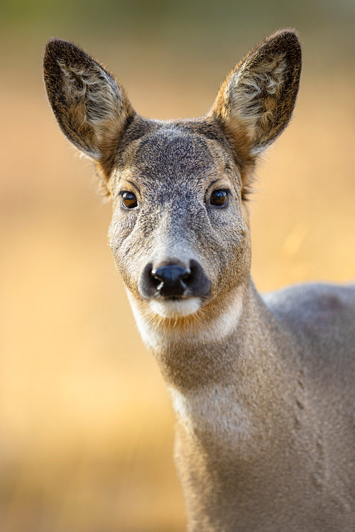 Portrait of one roe deer looking for enemies in the forest at fall