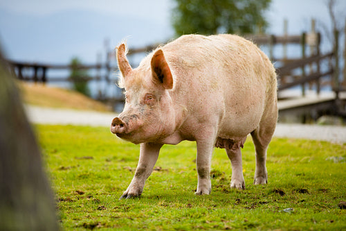 Large Pig Standing On Grassy Field At Farm