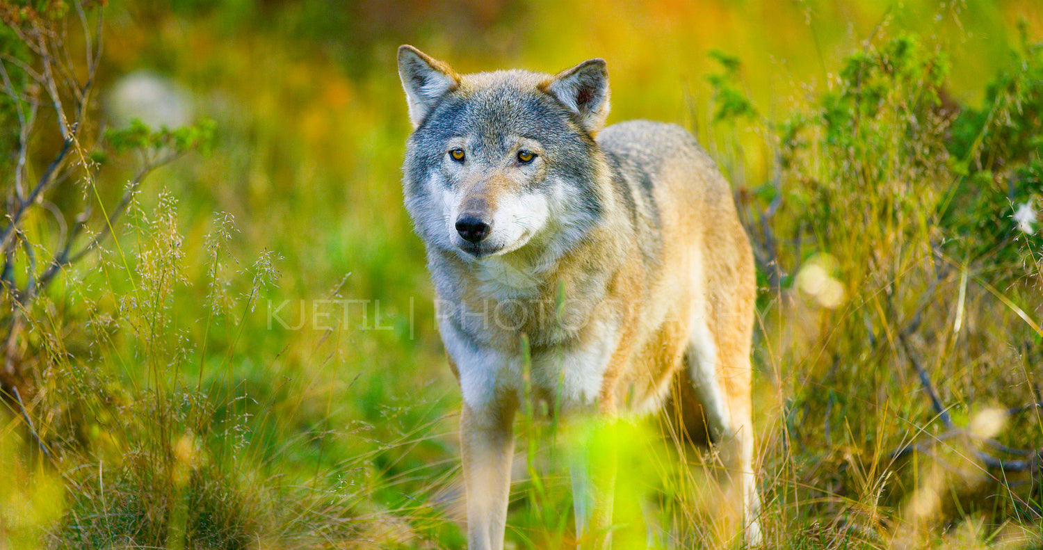 Large male grey wolf in autumn colored field in the forest