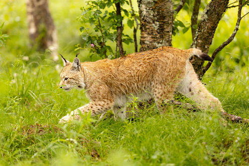 Eurasian lynx walking quiet in a grassy forest