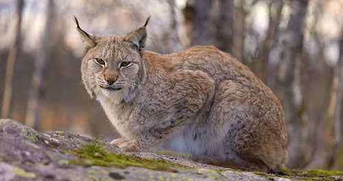 Sideview of a Eurasian lynx lying on a rock in forest looking for prey