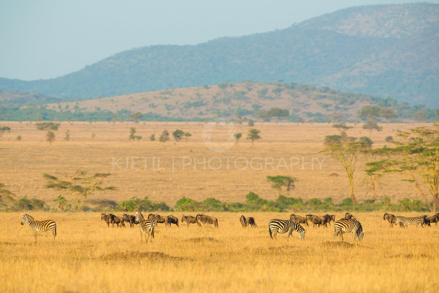 Herds of wild animals grazing in Serengeti