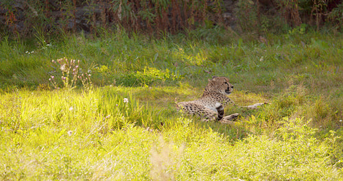 Two large adult cheetahs rest and relaxing on field looking for enemies and prey