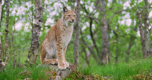 Full body portrait of european lynx sitting in the forest