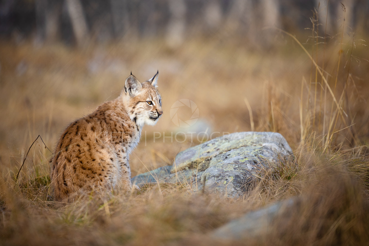 Close-up of a beautiful eurasian lynx cub sitting in the forest