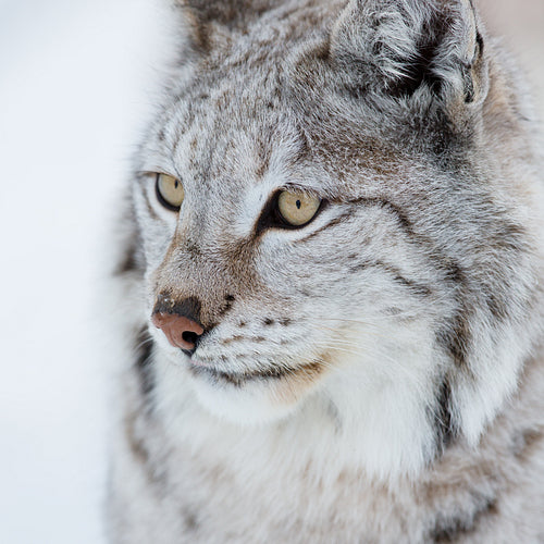 Close-up of a young lynx