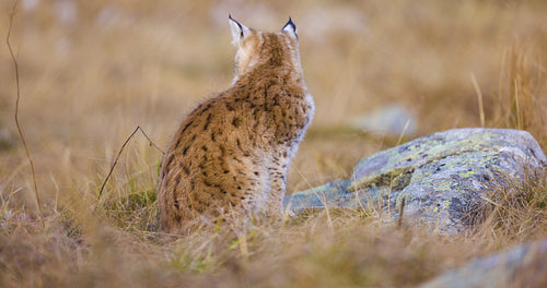 Close-up of a beautiful eurasian lynx cub sitting on a rock in the forest