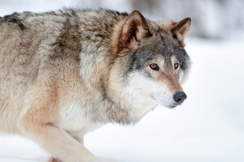 Alert grey wolf walking in winter forest