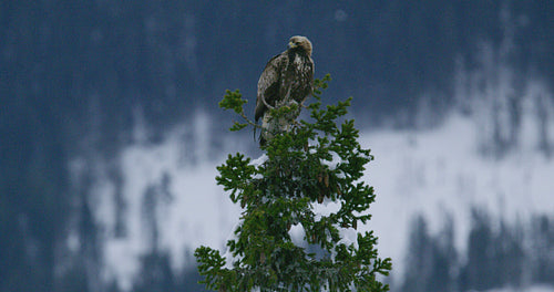 Close-up of a golden eagle sits in the top of a tree in the high mountains at winter