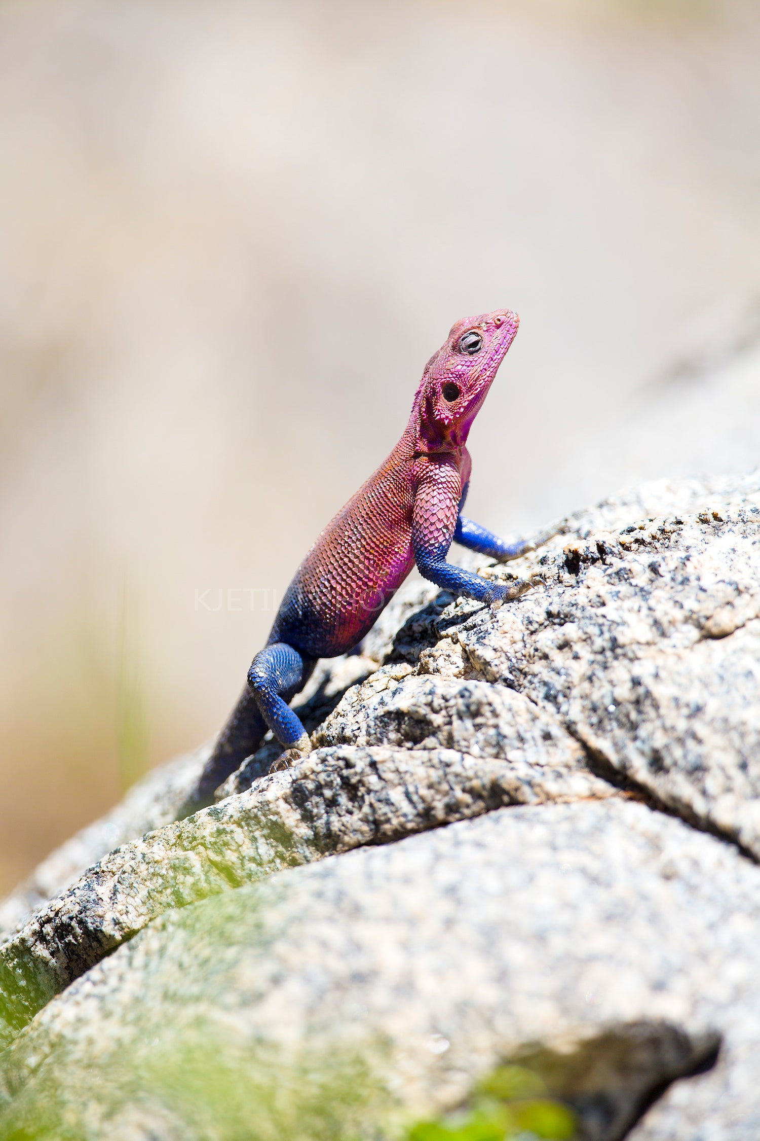 Colorfull gecko on a rock in Africa