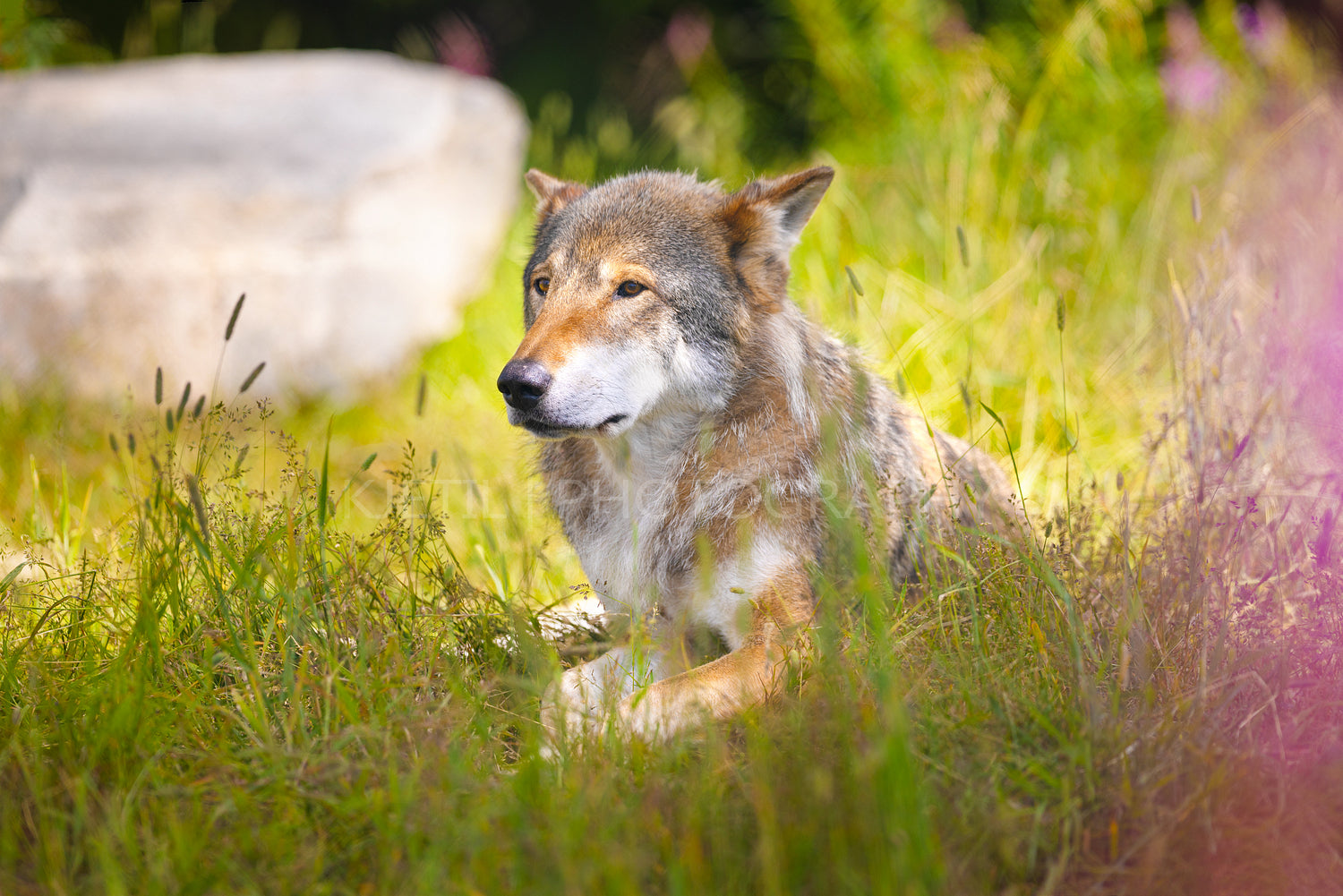 Beautiful male adult grey wolf resting in grass meadow in the forest