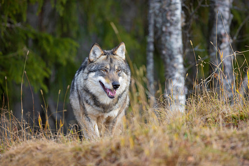 Large male grey wolf walking in the forest