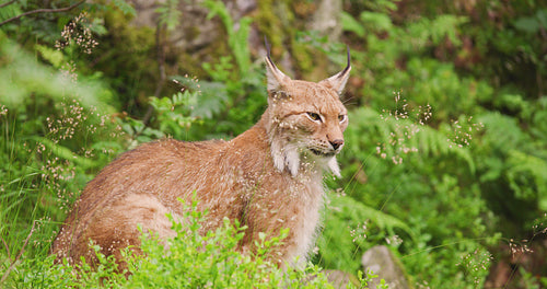 Lynx sitting in lush summer forest