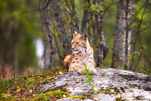 Lynx Resting On Rock Formation In Forest