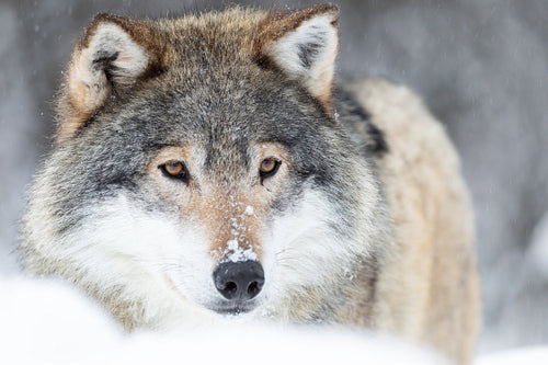 Close-up portrait of a magnificent wolf in the cold winter forest