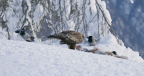 Powerful golden eagle eating on dead fox in the mountains at winter