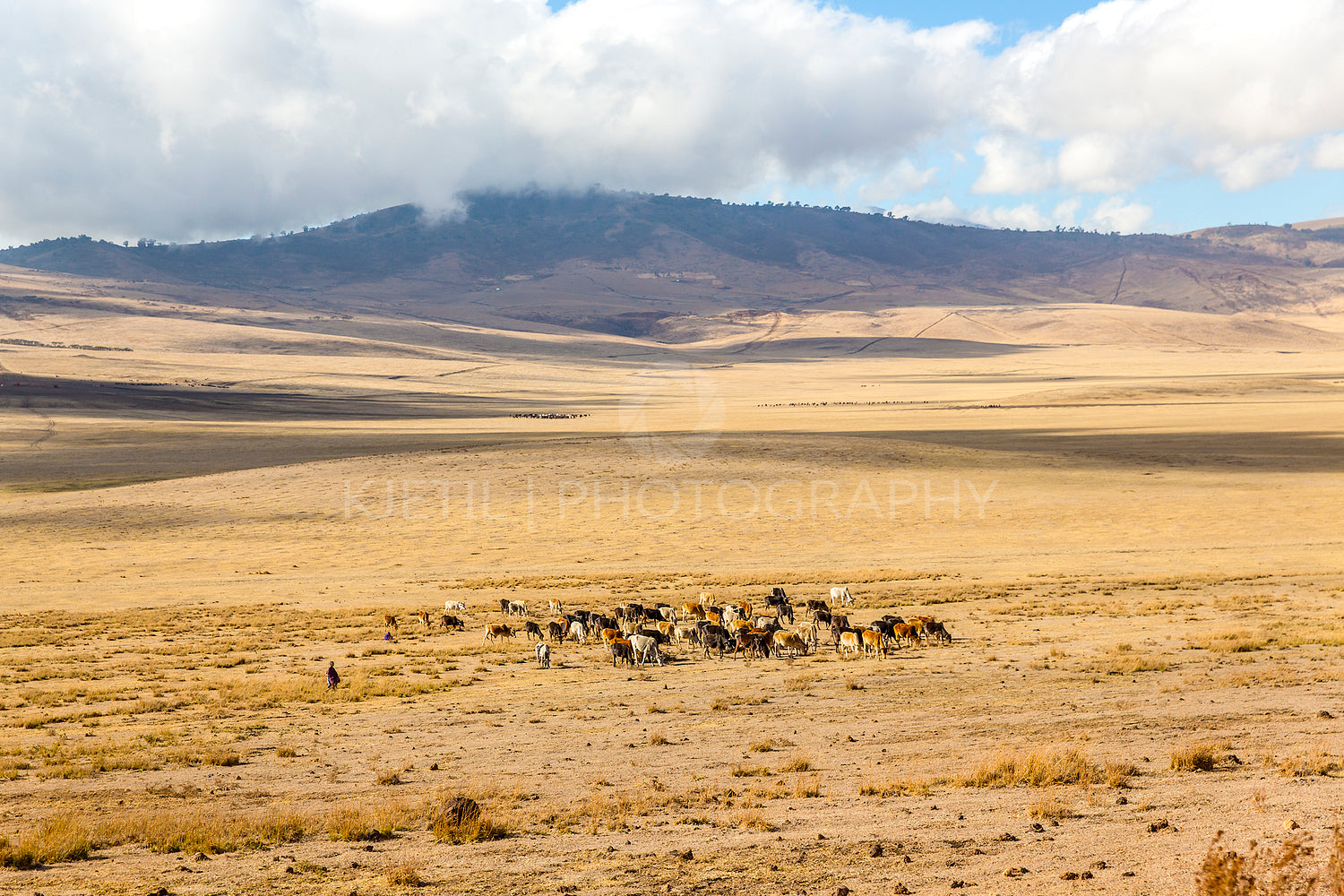 Maasai herding cattle in Ngorongoro