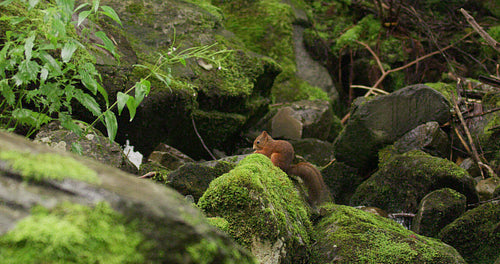 Red squirrel looking for enemies at the lush forest floor landscape