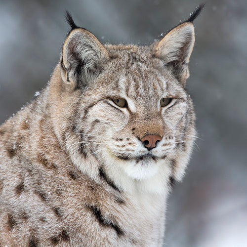 Lynx in thick winter fur