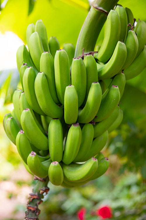 Close-Up Of Fresh Organic Green Banana's Bunch