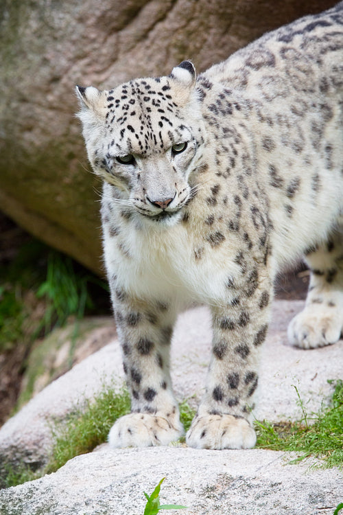 Snow Leopard in the mountain side