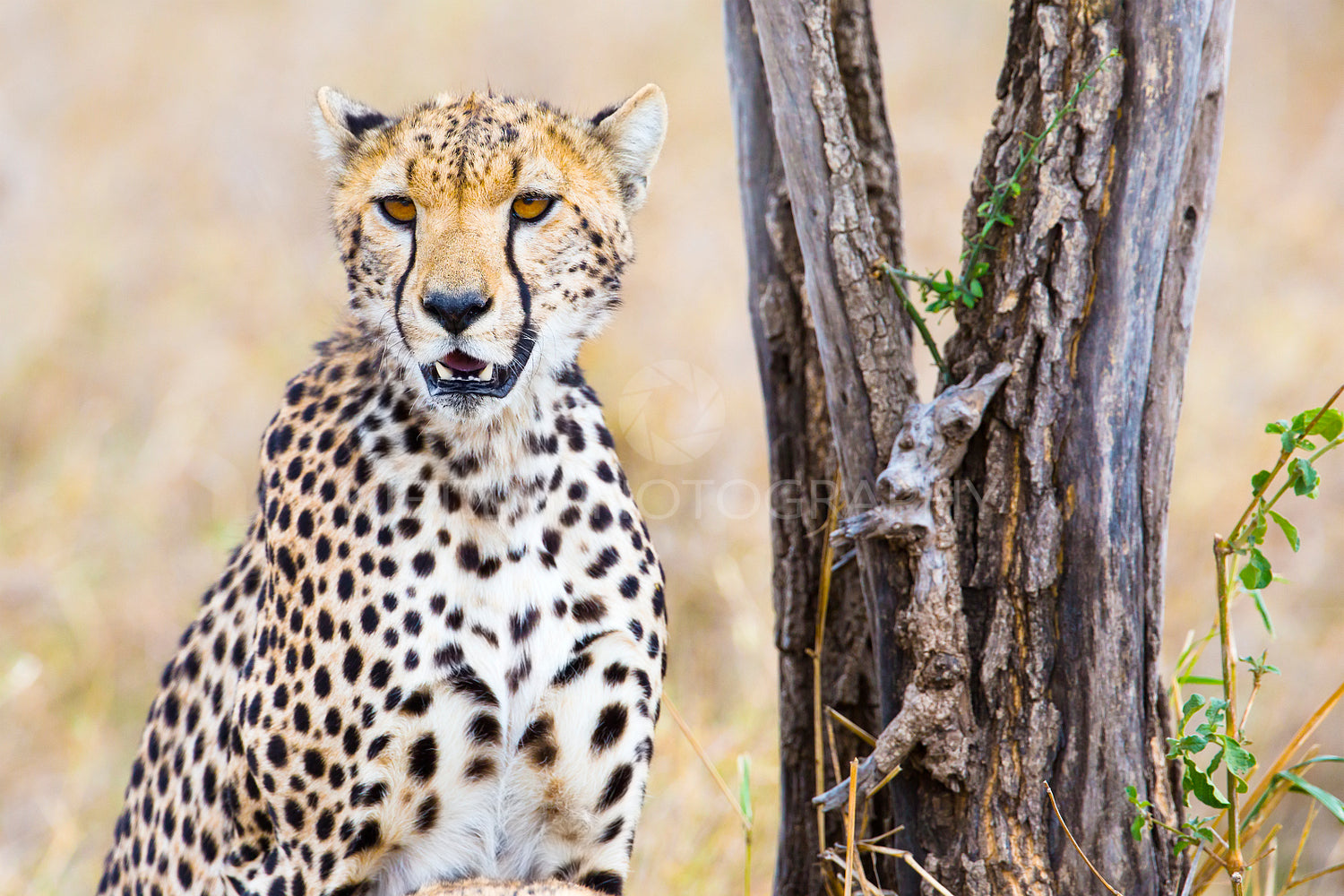 Cheetah sits under tree and looks after enemies in Serengeti