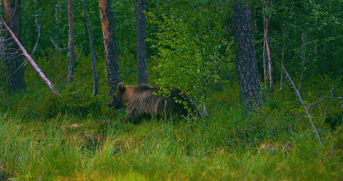 Wild young brown bear walking in the forest looking for food