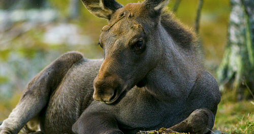 Close-up of a young moose calf on the forest floor