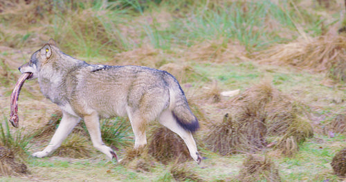 One wolf running with a meat bone in the mouth