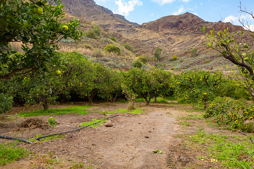 Empty Dirt Road Amidst Fruit Trees At Orchard