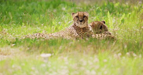 Alert cheetahs lying on field in forest