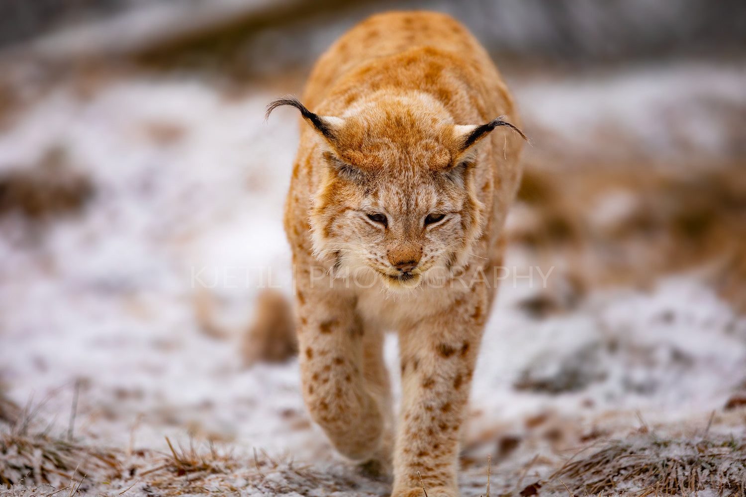 Beautiful eurasian lynx walks in the forest at early winter