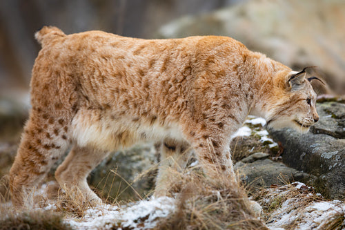 Large eurasian lynx walks in cold winter landscape