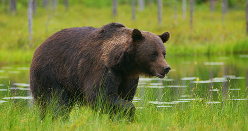 LAage adult brown bear walking and running free in the forest