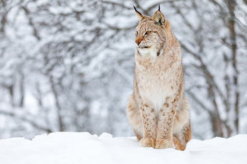 Close-up of proud lynx cat in the winter snow