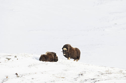 Two Musk Oxes in Dovre mountains in the cold winter, Norway