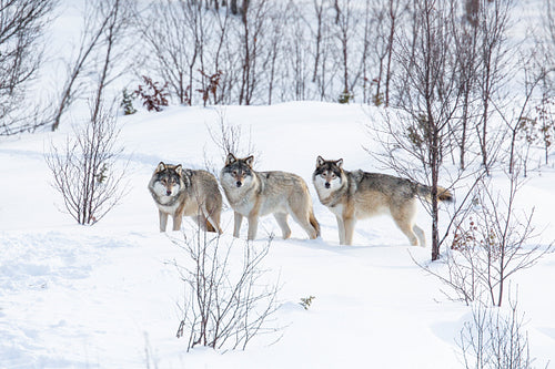 Wolves in winter landscape