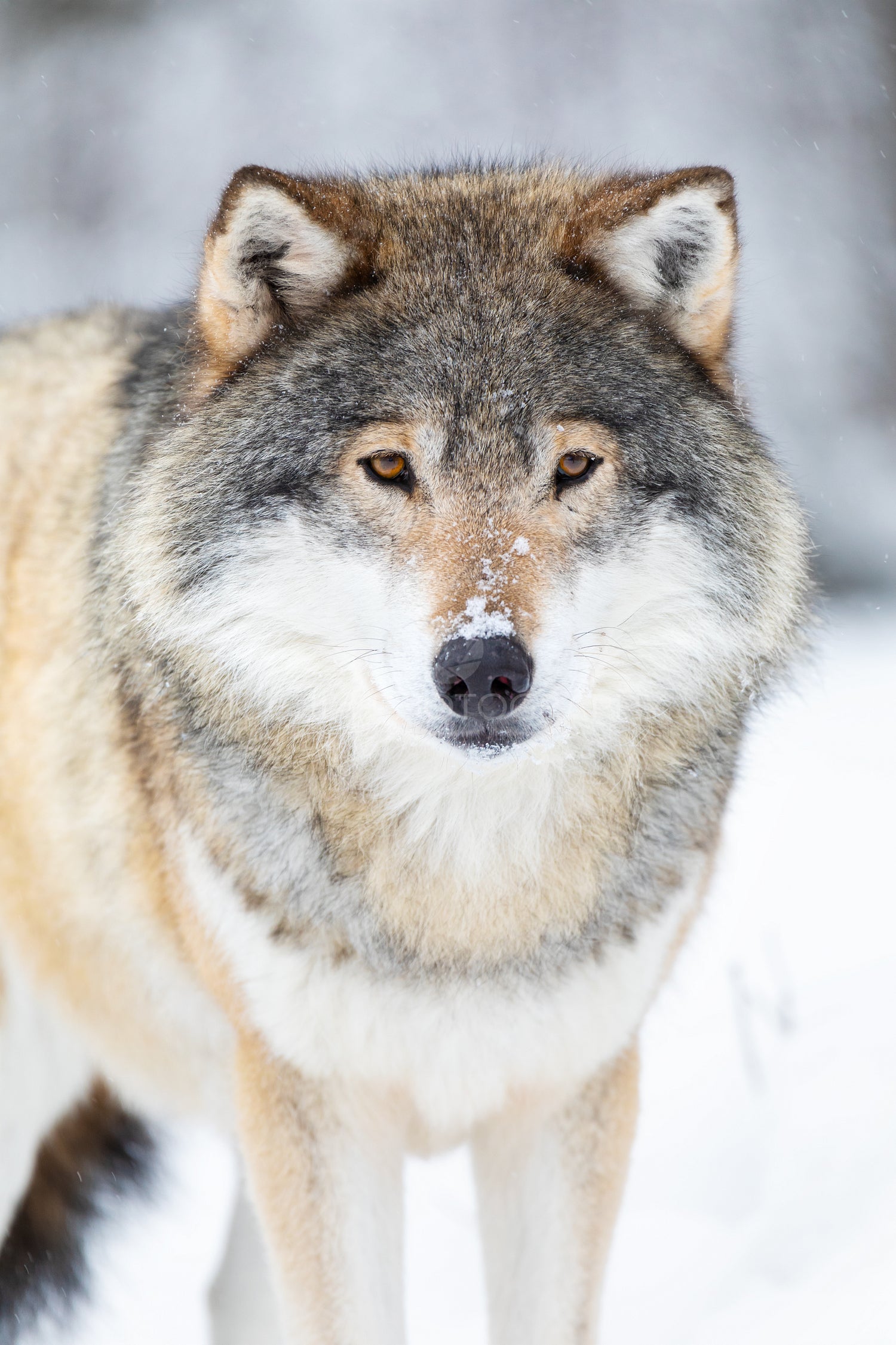Close-up portrait of a male wolf in the cold winter