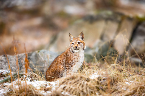 Eurasian bobcat sits in the forest at early winter