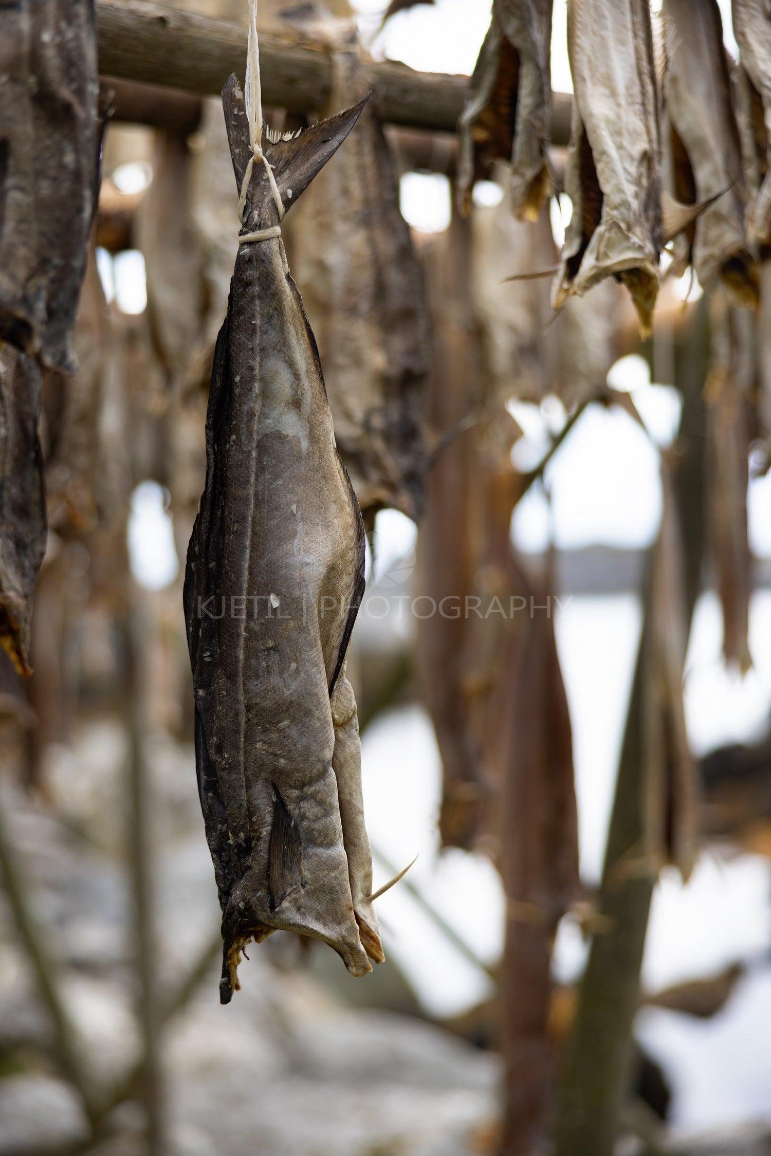 Close up of cod fish drying on traditional wooden racks in Lofoten Islands, Norway, Europe