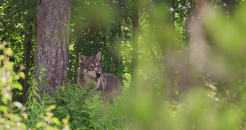 Large grey wolf looking after rivals and danger in the dense summer forest
