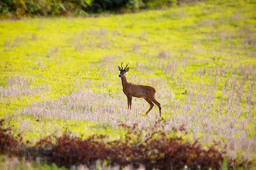 Deer in a field