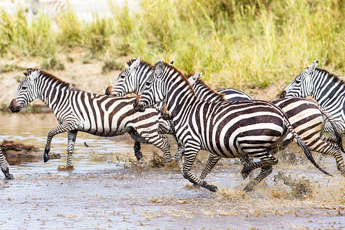 Scared zebras trots in the water